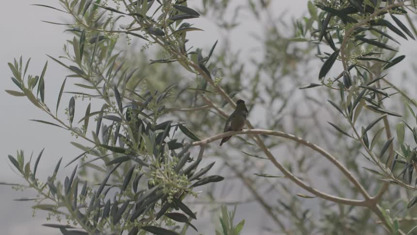 Bird sitting on a tree branch along the coast flies away