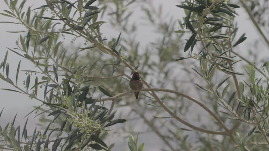 Small bird perched on a swaying branch in a tree on a misty day