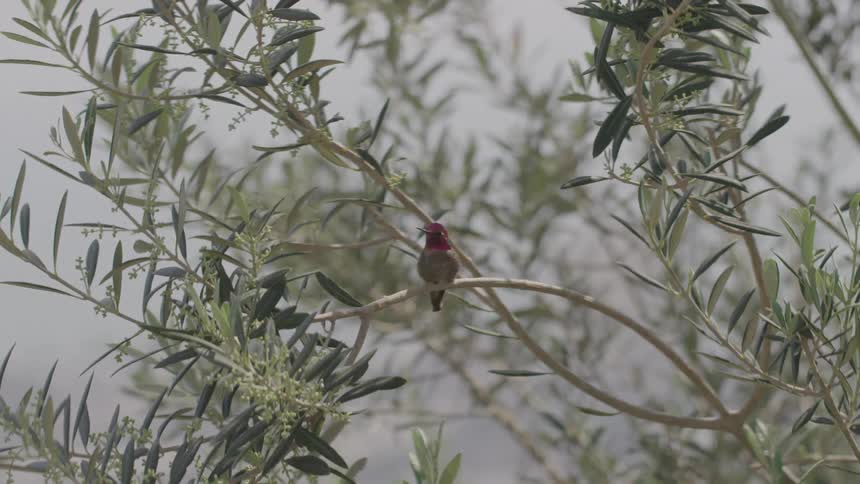 Small bird perched on a swaying branch in a tree on a misty day