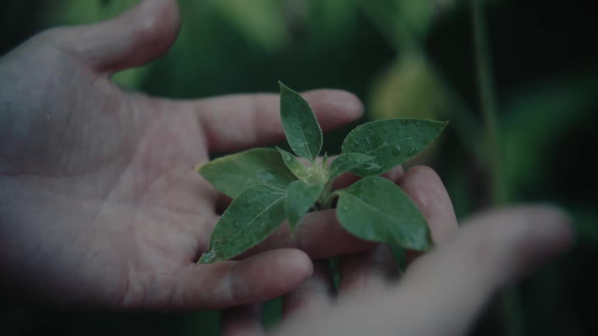 Hands gently holding a small branch with green leaves