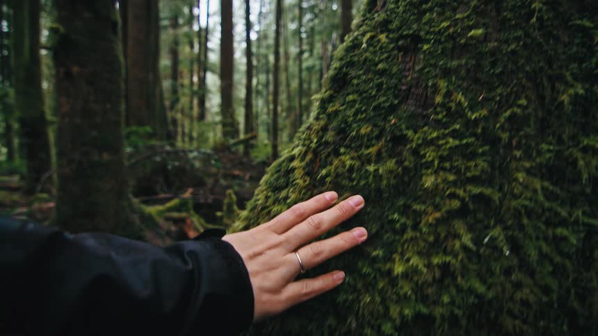 Woman in the forest rubs her hand over moss growing on a fallen tree