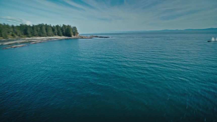 Rocky coastline surrounded by trees with an ocean view in the background