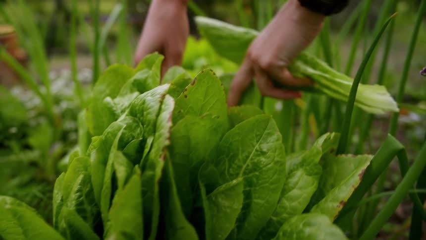 A persons hands reach into a lush garden bed carefully harvesting fresh green lettuce and other vegetables