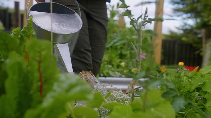 A person waters plants in a lush garden