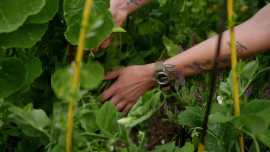 Closeup of a woman harvesting plants in a garden