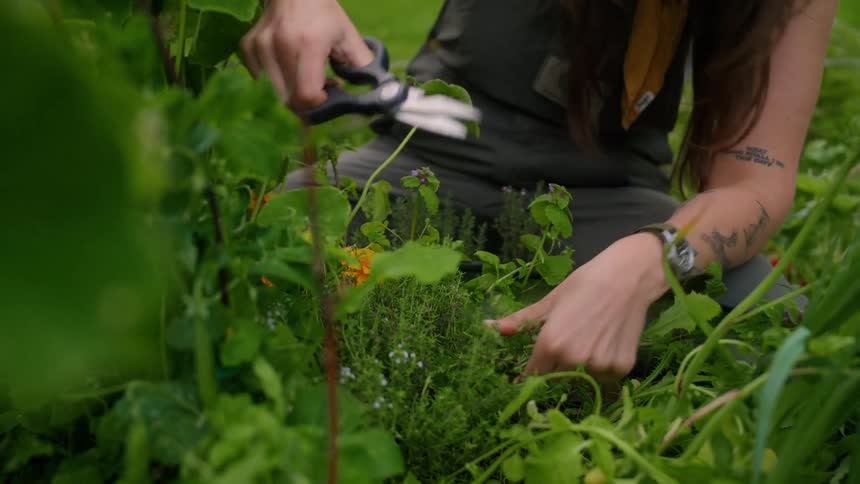 Female gardener uses scissors to gather herbs from the garden before walking away