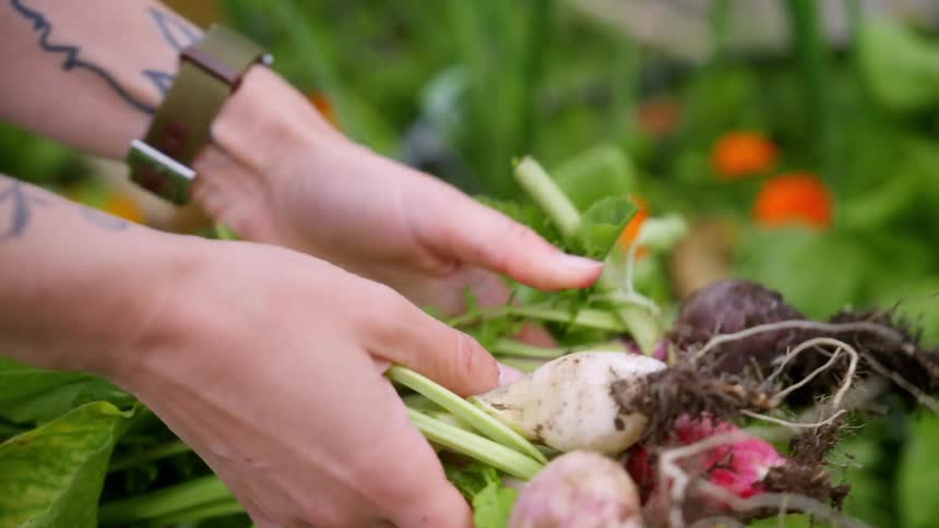 Female gardener harvests root vegetables from her garden