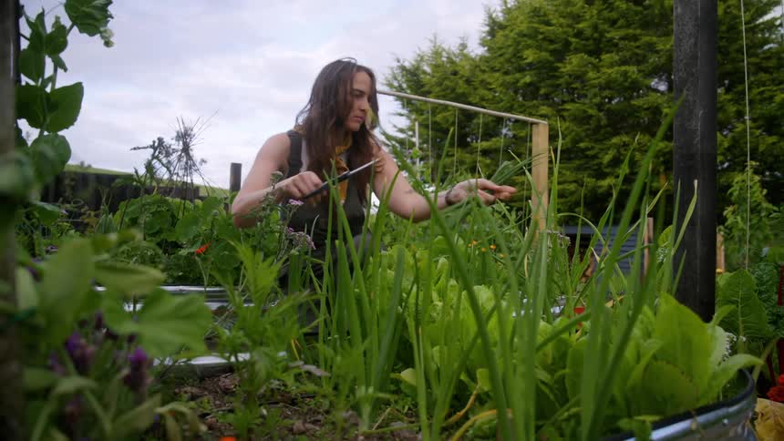A female gardener wearing green overalls and a yellow bandana is cutting green onions with scissors in a large garden with various vegetables and flowers growing in it