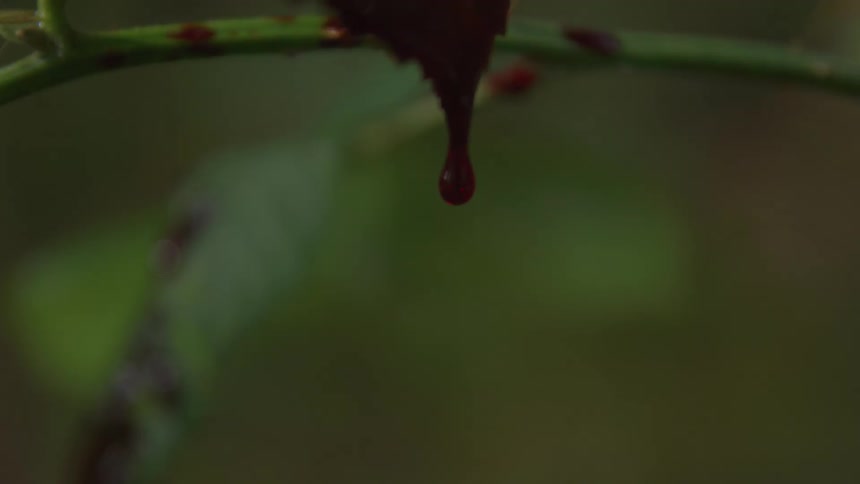 Dark droplet hanging from the tip of a leaf with a blurred greentoned background