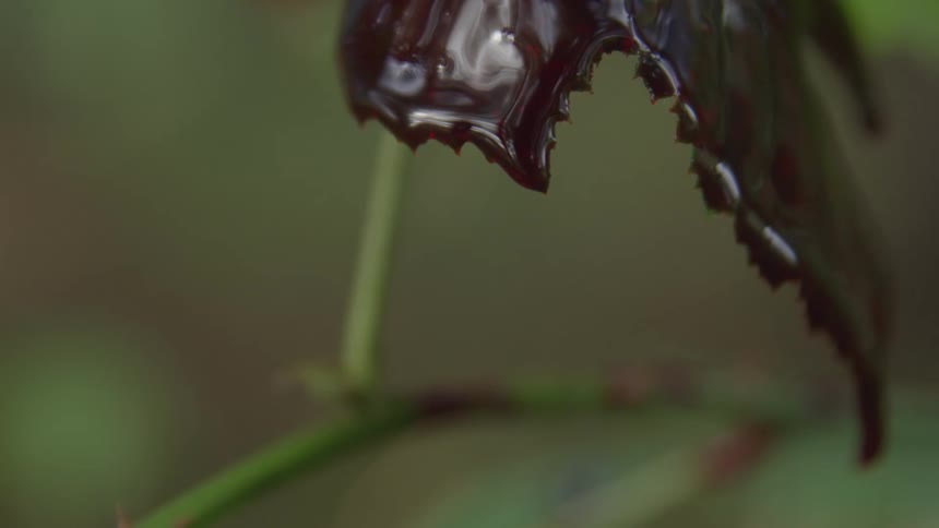 A close view shows a drop of dark red liquid dripping from the end of a leaf with jagged edges