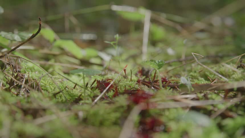 Red liquid droplets falling on leaves and grass