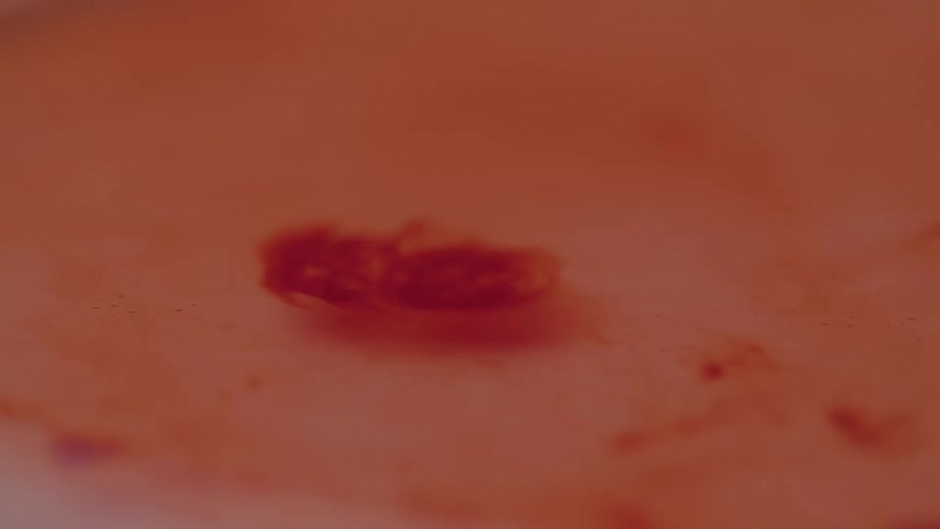 The video shows a liquid that is an orangered color a single drop of a darker red liquid falls into it creating ripples that spread across the surface