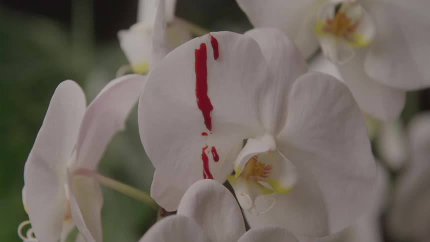 White orchid flower with drops of red liquid on the central petal