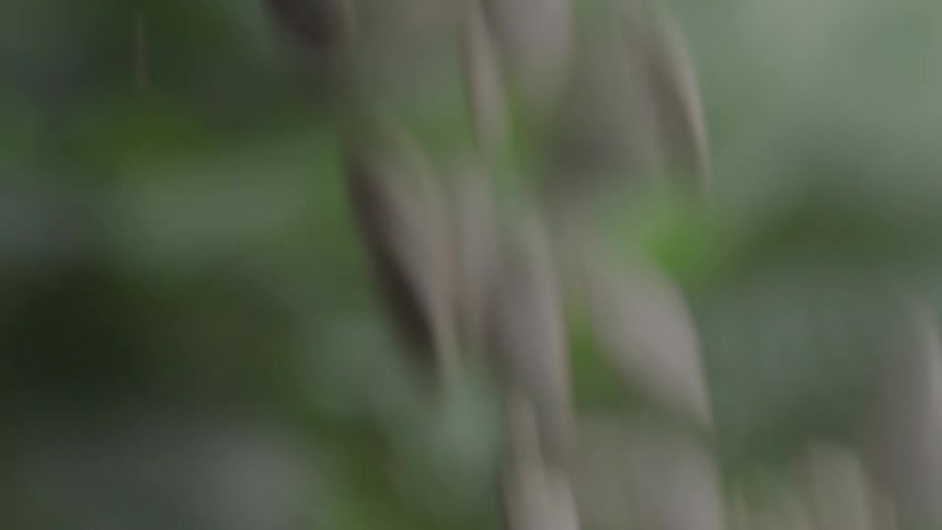 The video shows a dense lush forest with a variety of green plants and trees the camera moves through the foliage providing a closeup view of the tropical vegetation