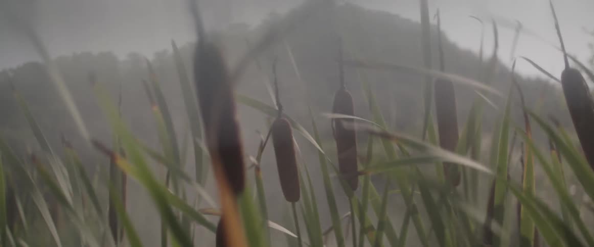 The wind is blowing the tall grass