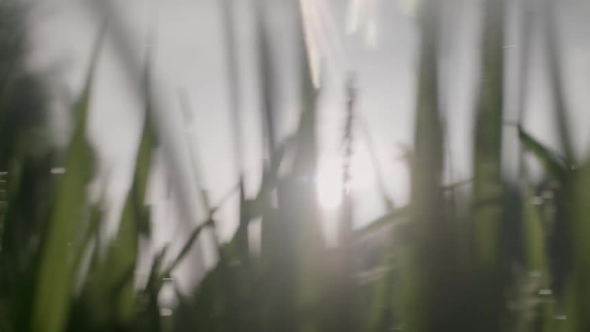 Sunlight shining through dewy grass