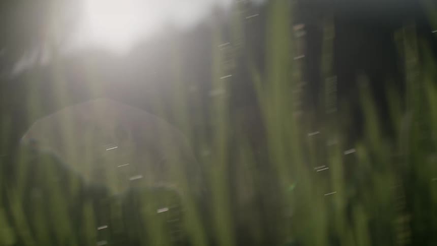 The tall blades of grass have water on them