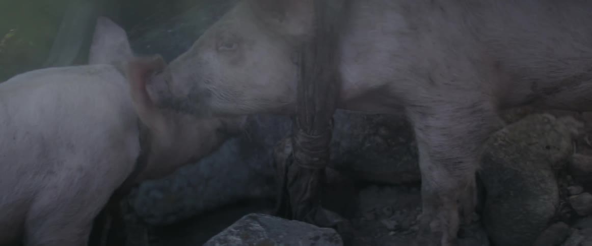 Pigs eat and root in the mud