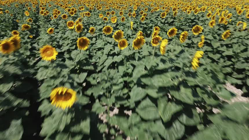 A field of sunflowers outdoors during daytime