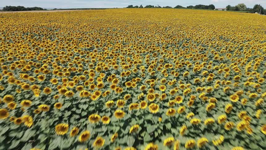 A view from a high angle shows a vast field of sunflowers with their yellow petals facing the camera as the camera moves forward over the field