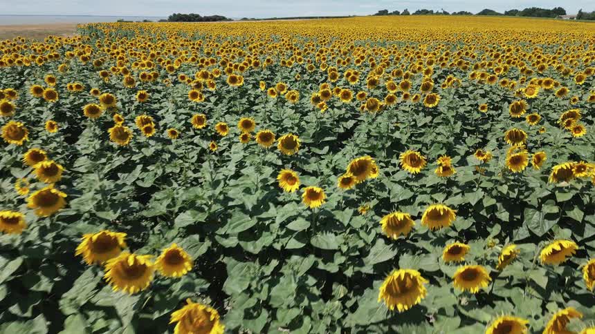 A field of sunflowers