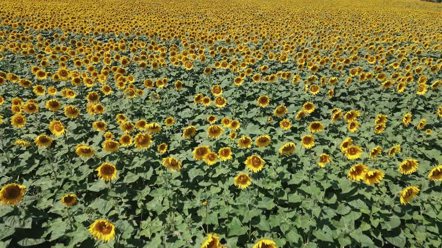 Aerial of large field of yellow sunflowers swaying in the wind