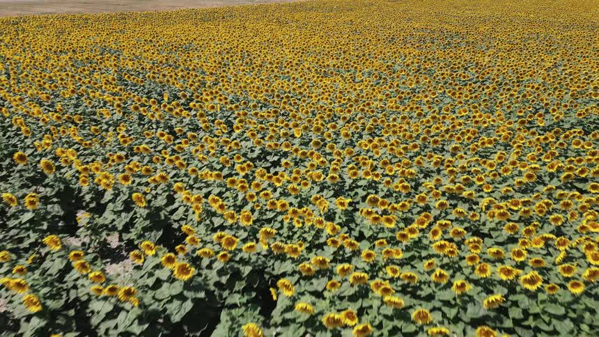 Vast field covered with sunflowers