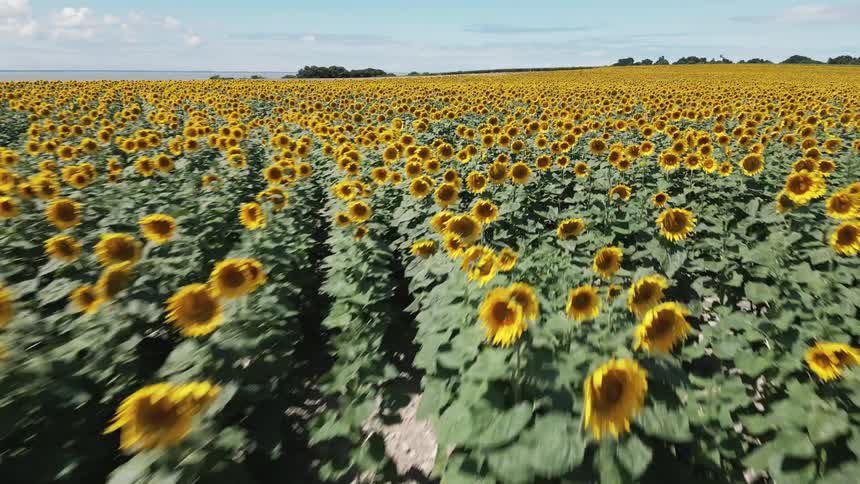 Flying over a field of sunflowers