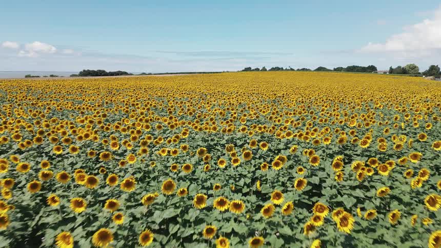 The landscape is covered with a long sunflower field
