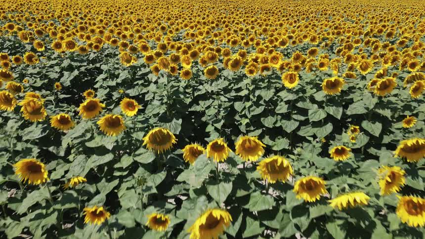 Aerial of large field of yellow sunflowers swaying in the wind