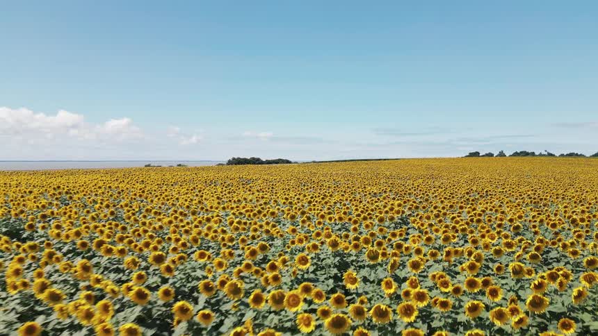 The landscape is full of yellow sunflowers