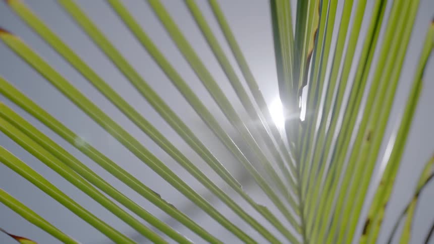 Close up of a plant's prawns with light shining from behind