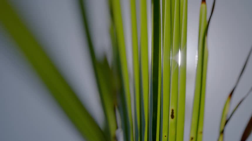 Close up of a plant's prawns with light shining from behind