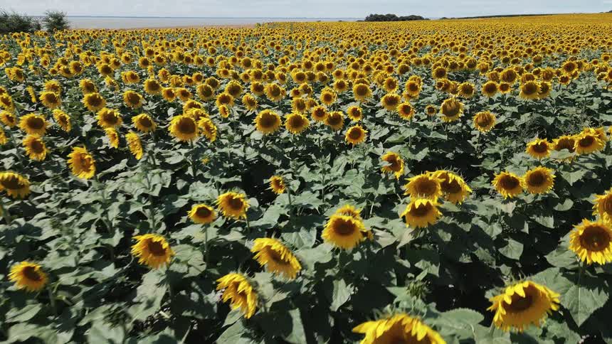 A field of sunflowers