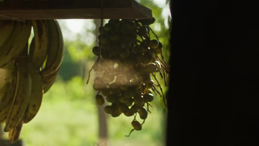 Bunch of fruits hangs in soft daylight