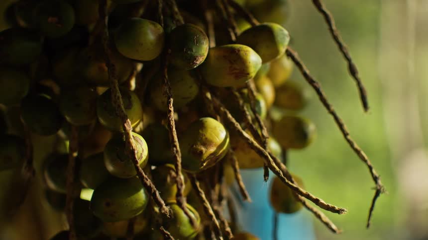 A close view shows a large bunch of small round green fruits hanging from some brown strings with blurred leaves and a blue background visible behind them