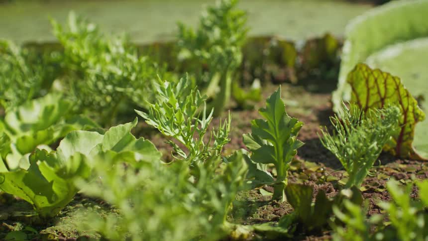 Green plants grow in moist soil under sunlight