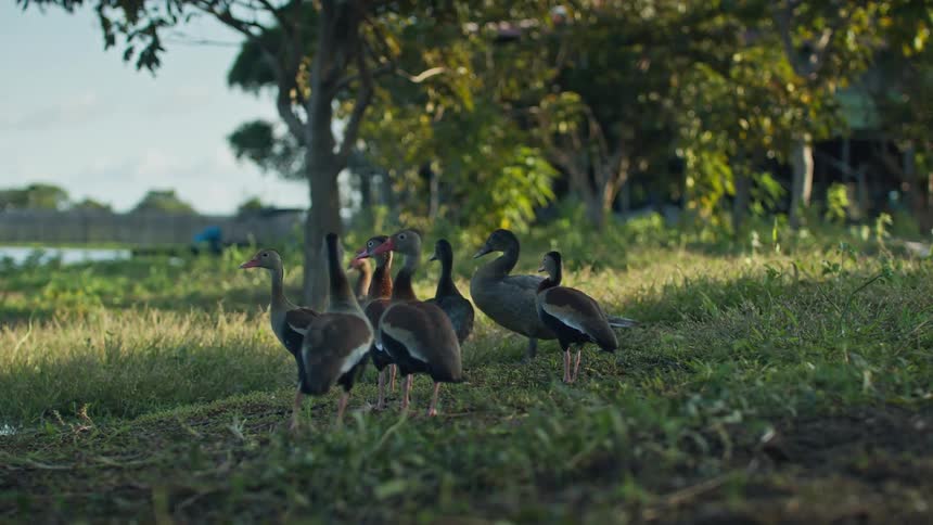 Group of ducks walks on the grass near a wooded area