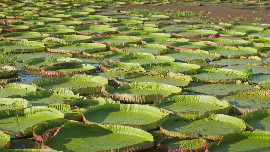 Field of giant water lilies floating on the water