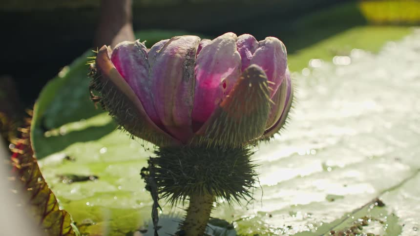 Close up of a person touching a large water lily floating on water body outdoors during daytime