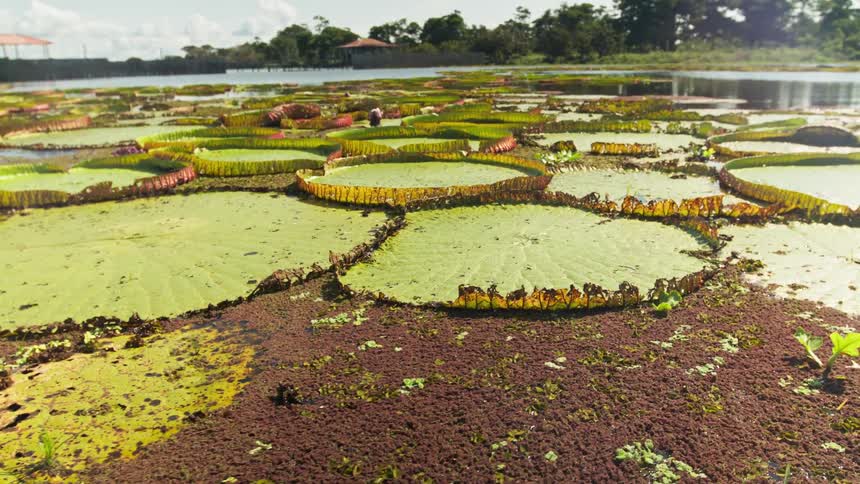 Giant lily pads float on a pond