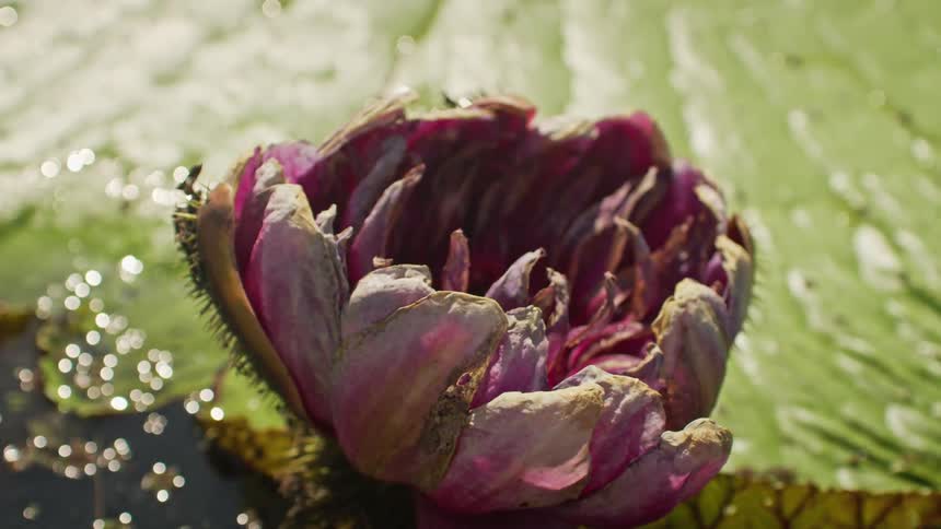 A close view of a large brown and pink water lily shows it floating in a body of water with other lily pads and ripples around it