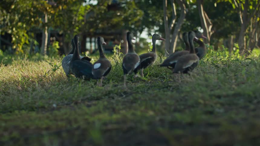 Group of ducks walking on the grass