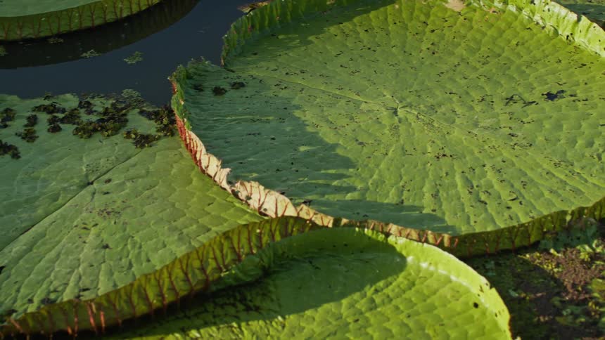 Large green lily pads float on still water in sunlight