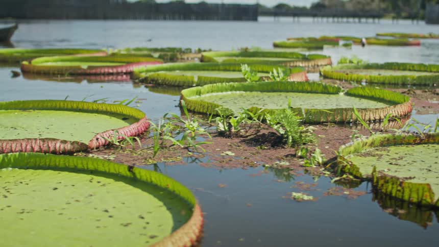 Two people paddle a small boat among giant lily pads on a calm lake