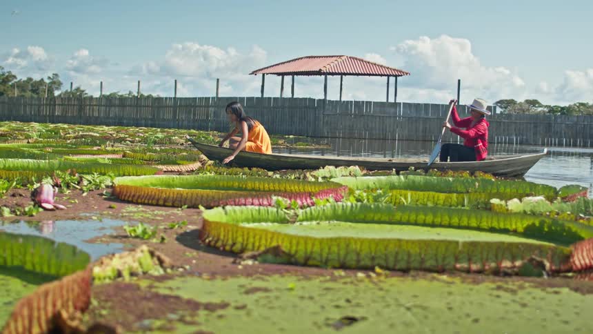 Two people paddle a boat among giant water lilies