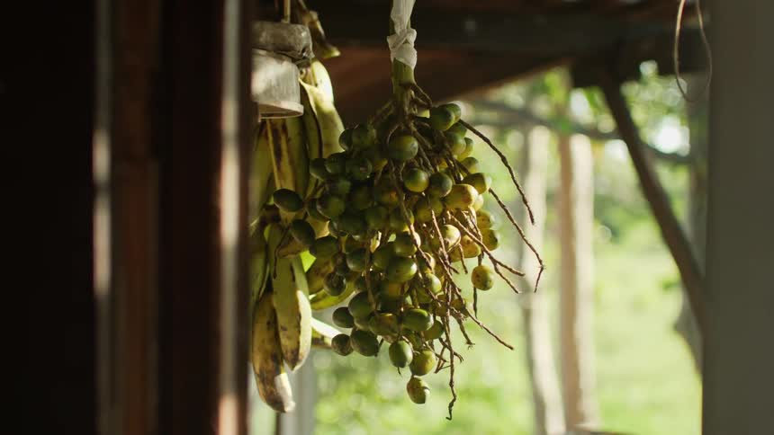 Several small coconuts attached to a branch that is hanging from a wooden slat