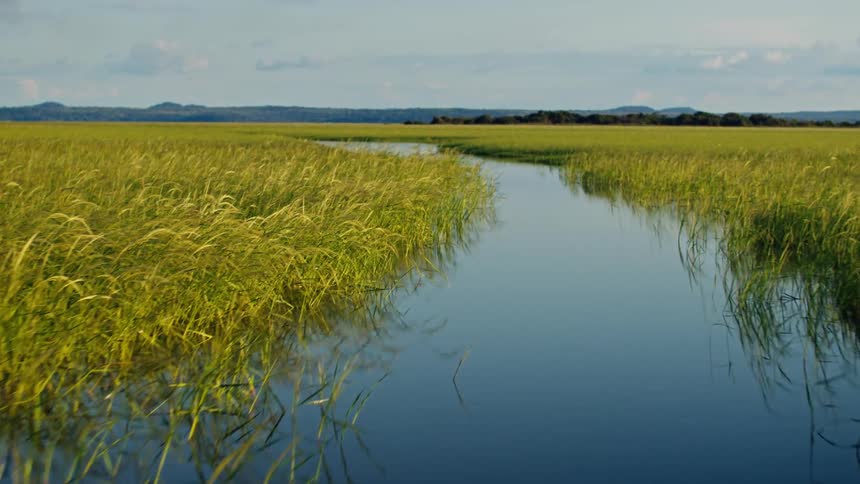 Aerial of a marsh area during daytime