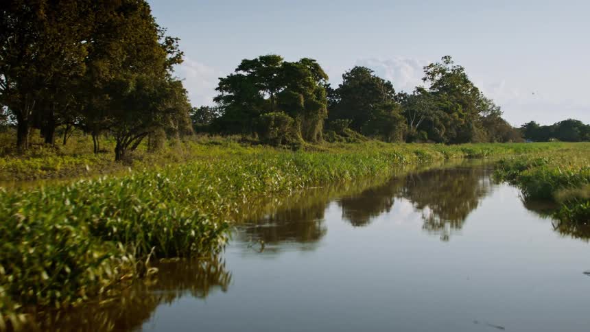 A slow pan reveals a calm narrow river winding through a lush grassy landscape the banks are lined with tall green reeds and trees and their reflections are visible on the still water