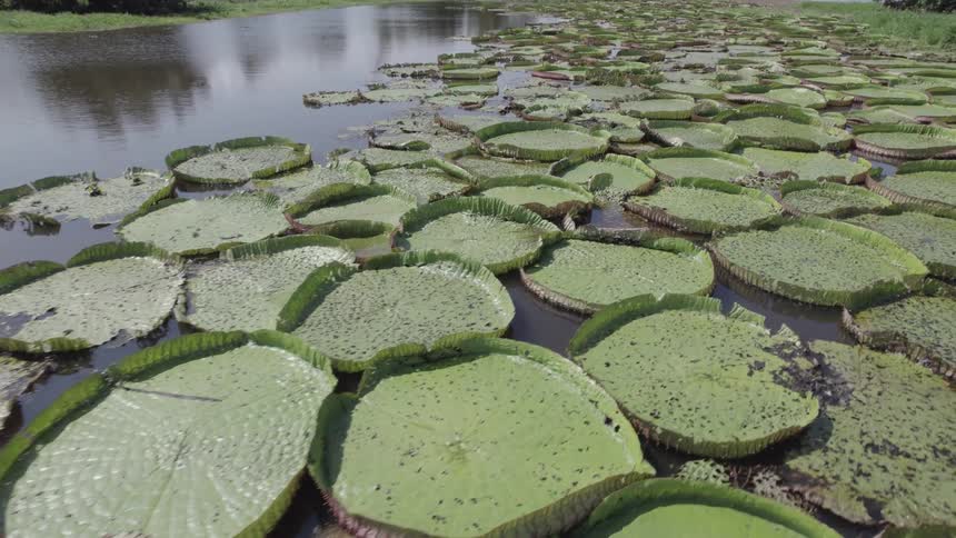 Large green lily pads cover the surface of a calm pond under daylight